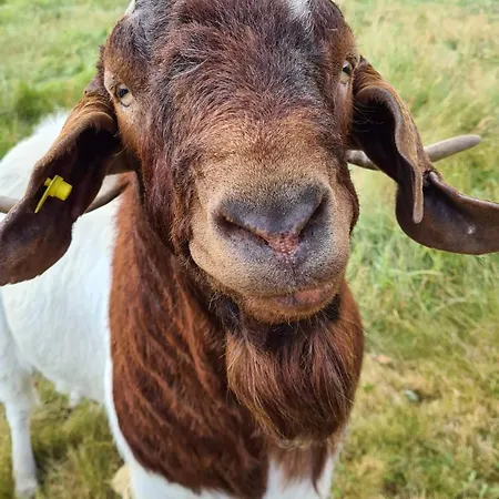 Waschbaer Hoehle Mit Pool Und Balkon Appartement Schluchsee